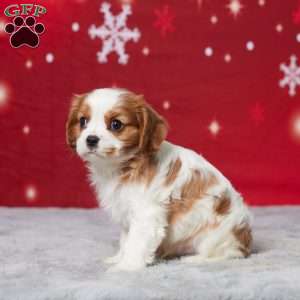 Asher, Cavalier King Charles Spaniel Puppy